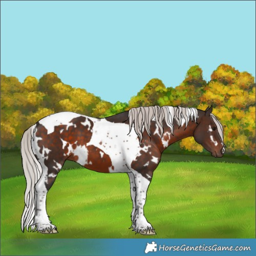 Horse Color:White Spotted Silver Brown Tobiano 