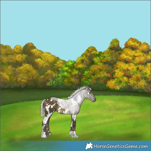 Horse Color:White Spotted Silver Buckskin Rabicano 