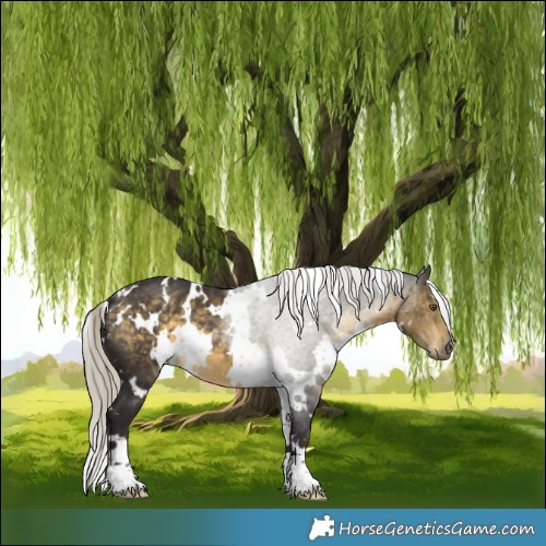 Horse Color:White Spotted Silver Buckskin 