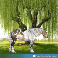 Horse Color:White Spotted Silver Buckskin 
