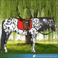 Horse Color:Black Appaloosa