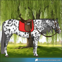 Horse Color:Black Appaloosa
