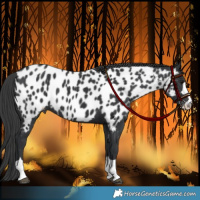 Horse Color:Black Near Leopard