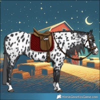 Horse Color:Black Appaloosa