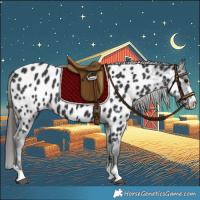 Horse Color:Black Appaloosa