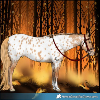 Horse Color:Red Dun Appaloosa 