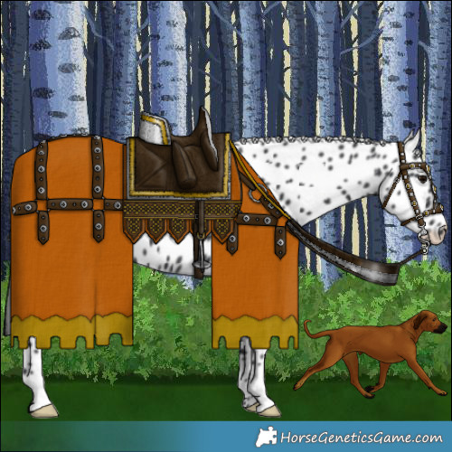 Horse Color:Black Appaloosa 