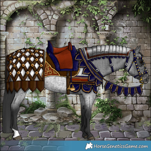 Horse Color:Blue Roan Appaloosa 