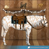 Horse Color:Red Dun Appaloosa