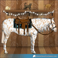 Horse Color:Red Dun Appaloosa 
