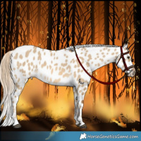 Horse Color:Chocolate Palomino Dun Leopard 