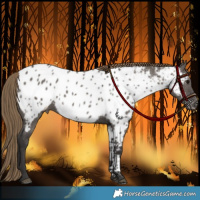 Horse Color:Smoky Grullo Appaloosa 