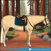 Horse Color:Palomino Dun