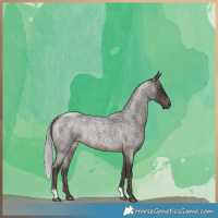 Horse Color:Silver Brown Roan Rabicano 