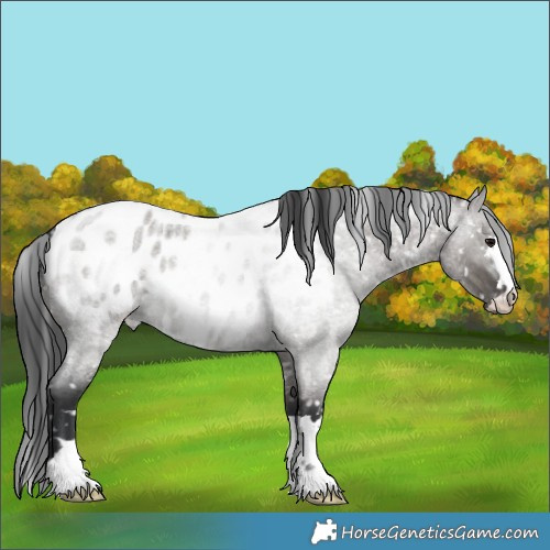 Horse Color:Grullo Roan Appaloosa 