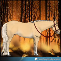 Horse Color:Palomino