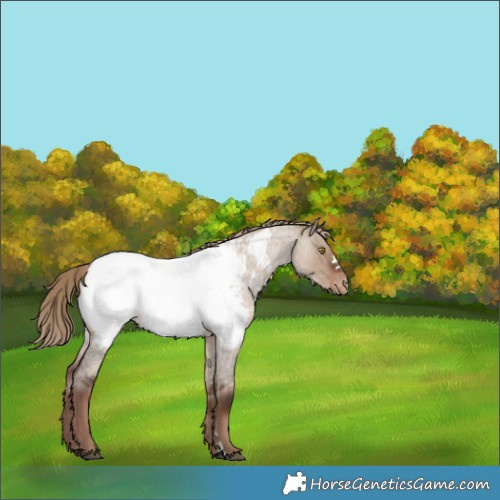 Horse Color:Liver Red Dun Roan Near Fewspot Rabicano 