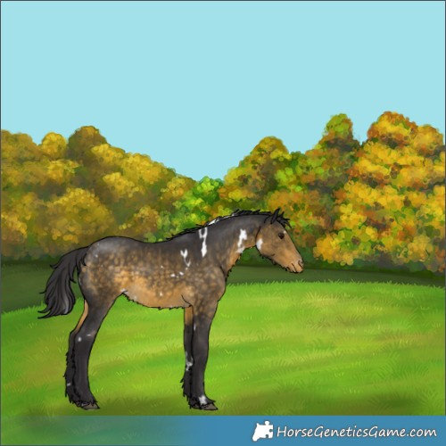 Horse Color:White Spotted Buckskin Varnish 