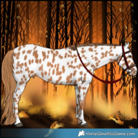 Horse Color:Chestnut Appaloosa 