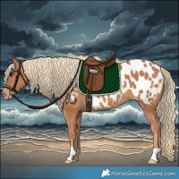 Horse Color:Chestnut Near Leopard 