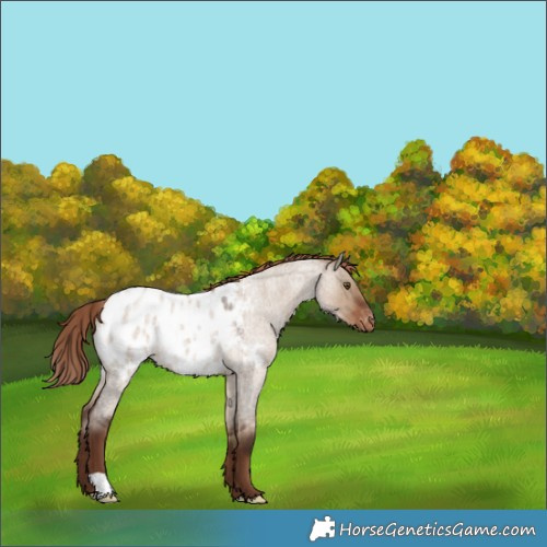 Horse Color:Liver Red Dun Roan Appaloosa 