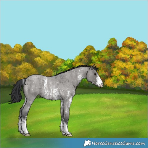 Horse Color:Grullo Roan Sabino Appaloosa Rabicano 