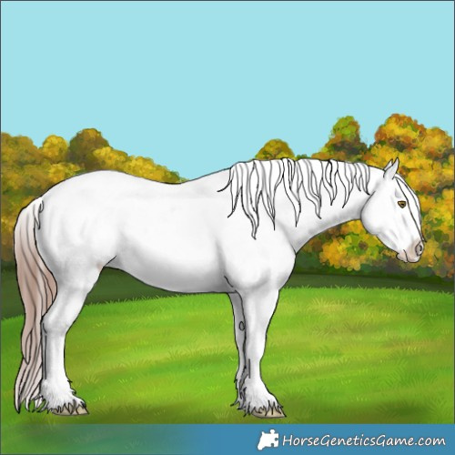 Horse Color:Classic Champagne Roan Dun Splash Tobiano Appaloosa 