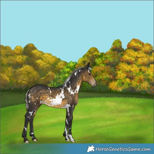 Horse Color:White Spotted Silver Buckskin 