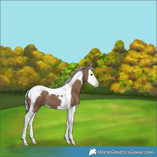 Horse Color:Silver Smoky Black Splash Tobiano 