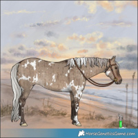 Horse Color:White Spotted Silver Brown Dun Rabicano Brindle 