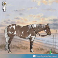 Horse Color:White Spotted Silver Brown Dun Rabicano Brindle 