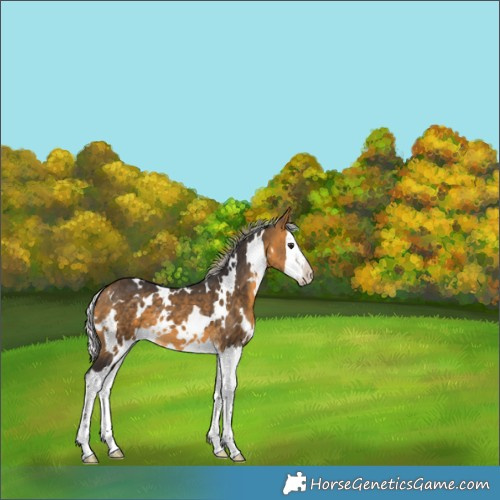 Horse Color:White Spotted Silver Buckskin Splash 