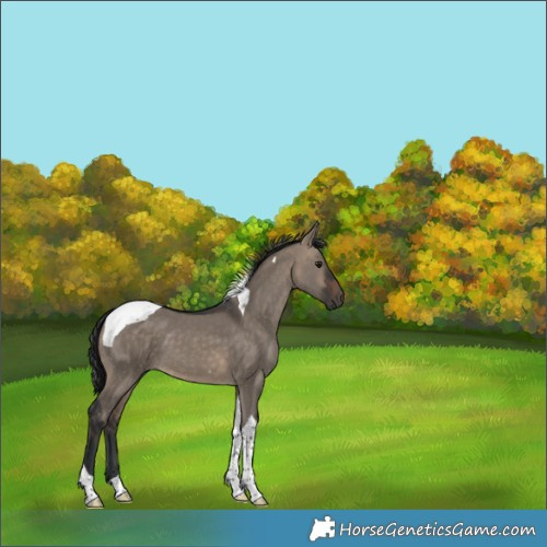 Horse Color:Brown Dun Tobiano 