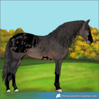 Horse Color:Void Platinum Brown Appaloosa 
