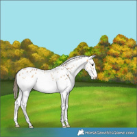 Horse Color:Buckskin Splash Leopard 