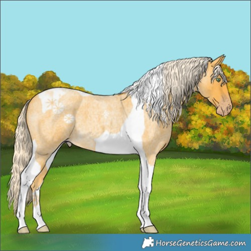 Horse Color:Gold Cream Champagne Roan Tobiano 