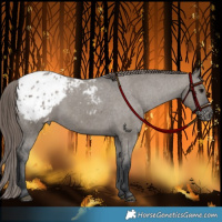 Horse Color:Grullo Appaloosa 