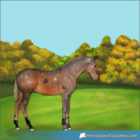 Horse Color:Gray Void Chocolate Palomino 