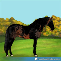Horse Color:Void Brown Splash Tobiano 