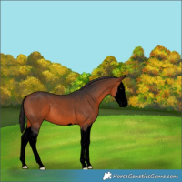 Horse Color:Void Bay Splash 