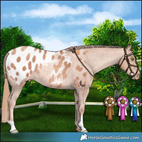 Horse Color:Gold Champagne Appaloosa Rabicano 