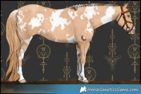 Horse Color:White Spotted Gold Champagne 