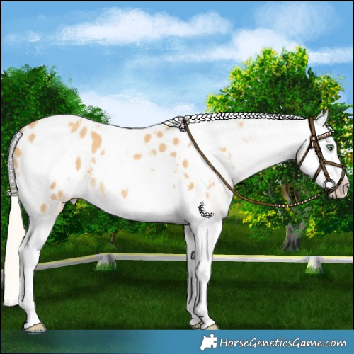 Horse Color:White Spotted Gold Cream Champagne Splash Blanket Rabicano 