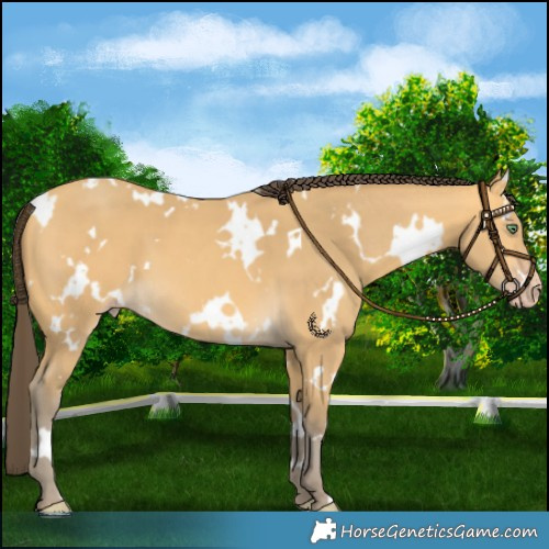 Horse Color:White Spotted Amber Cream Champagne 