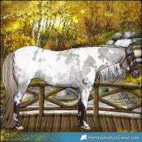 Horse Color:White Spotted Liver Red Roan Appaloosa Rabicano