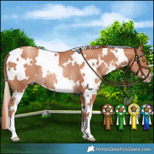 Horse Color:White Spotted Gold Champagne Rabicano 
