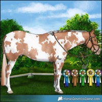 Horse Color:White Spotted Gold Champagne Rabicano