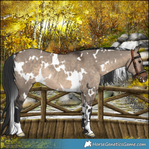 Horse Color:White Spotted Brown Dun Rabicano 