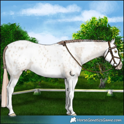 Horse Color:White Spotted Classic Champagne Dun Splash Blanket 