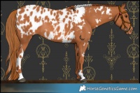 Horse Color:White Spotted Chestnut Appaloosa Rabicano 